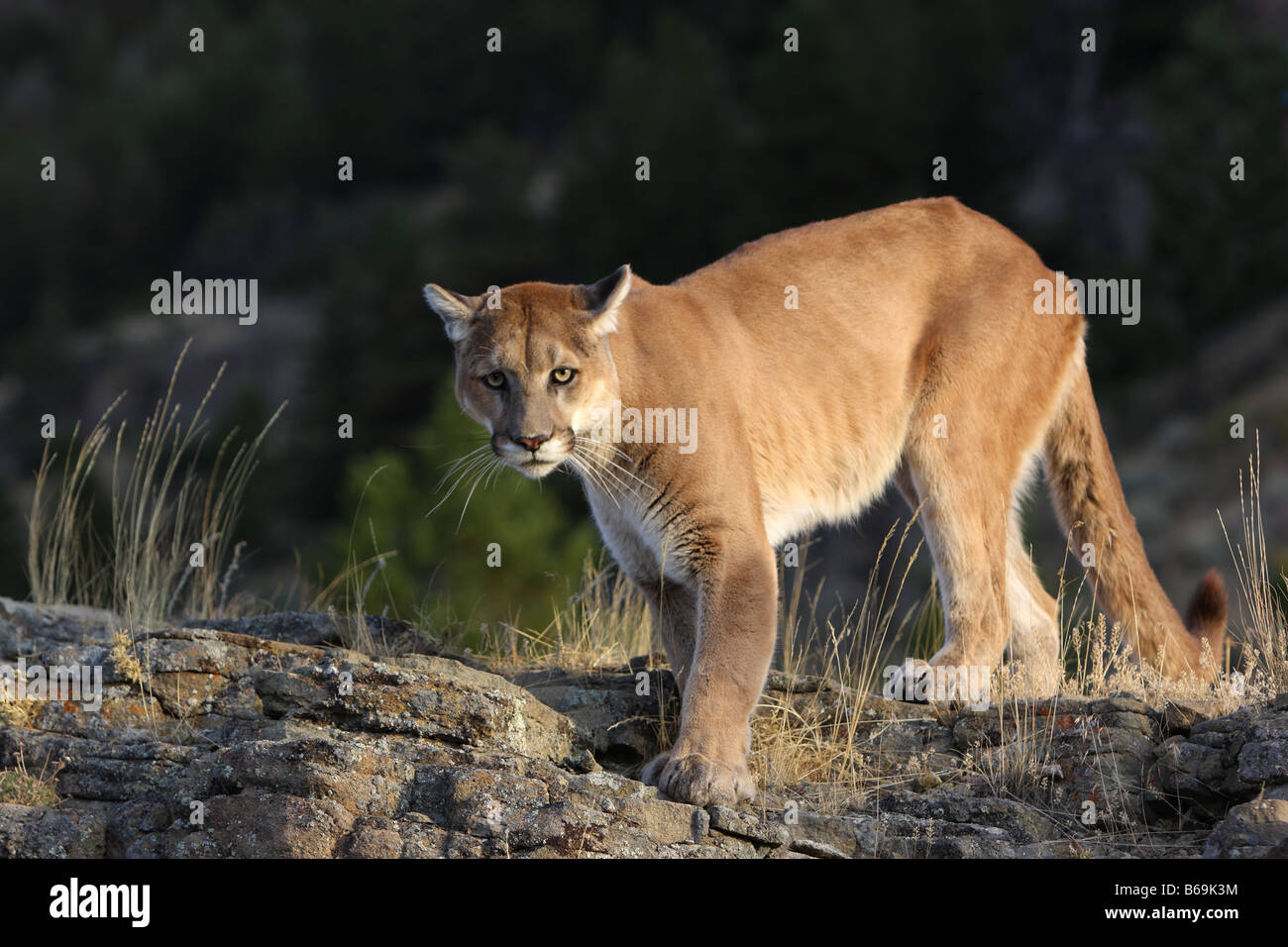 Mountain lion, cougar Stock Photo