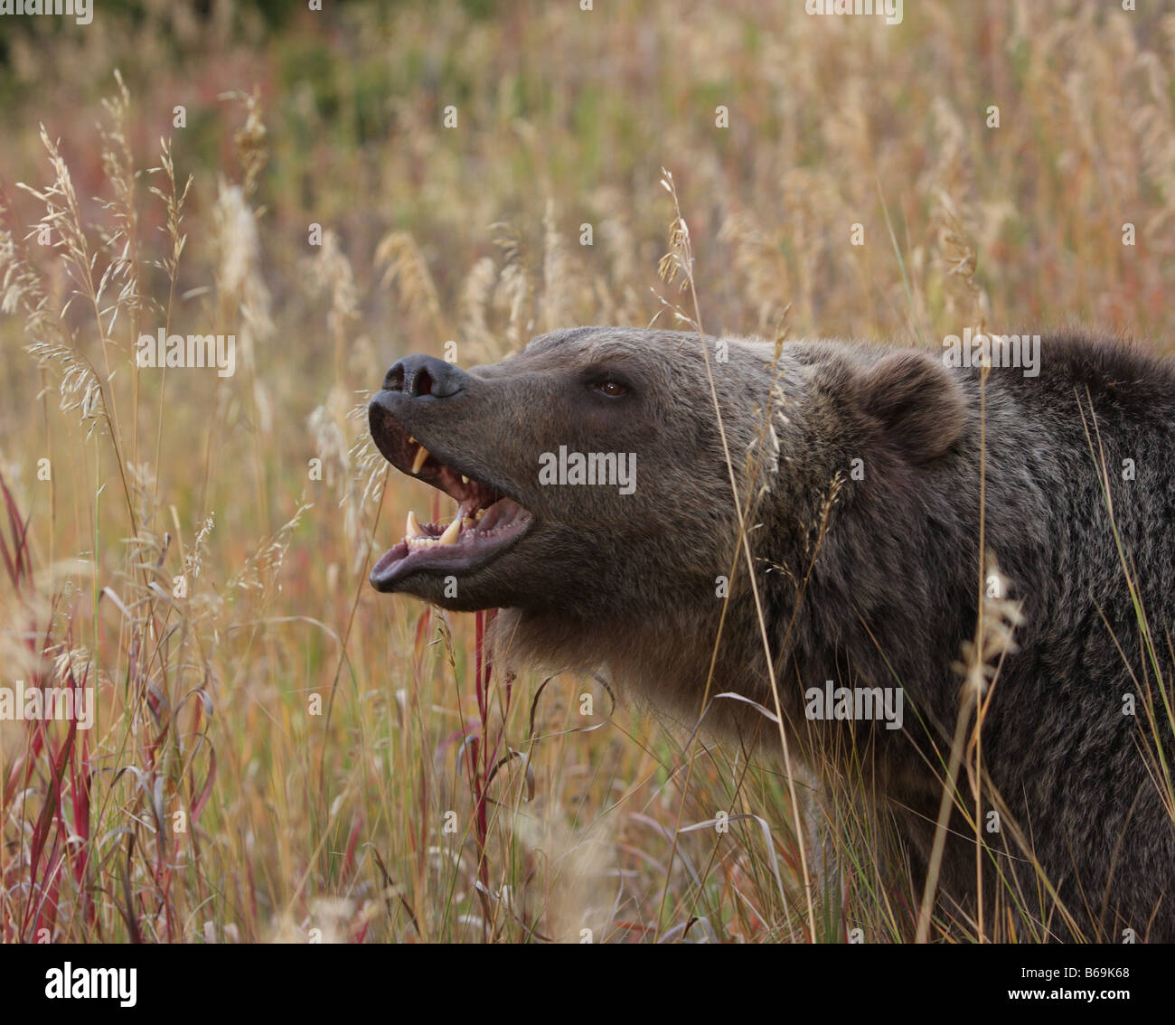 Grizzly bear in long grass Stock Photo