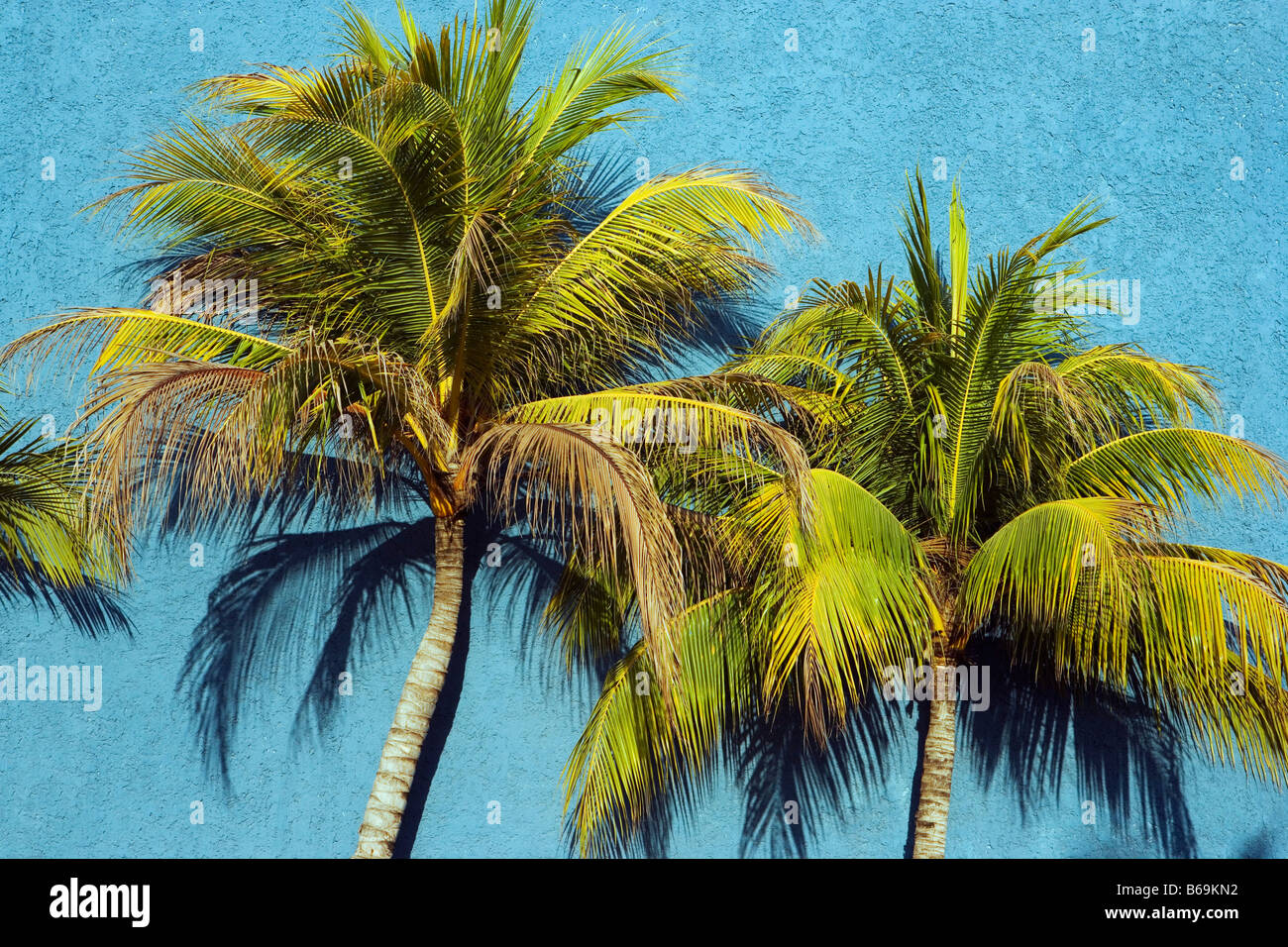Mexico, Cancun, Quintana Roo, Palm trees against blue wall Stock Photo