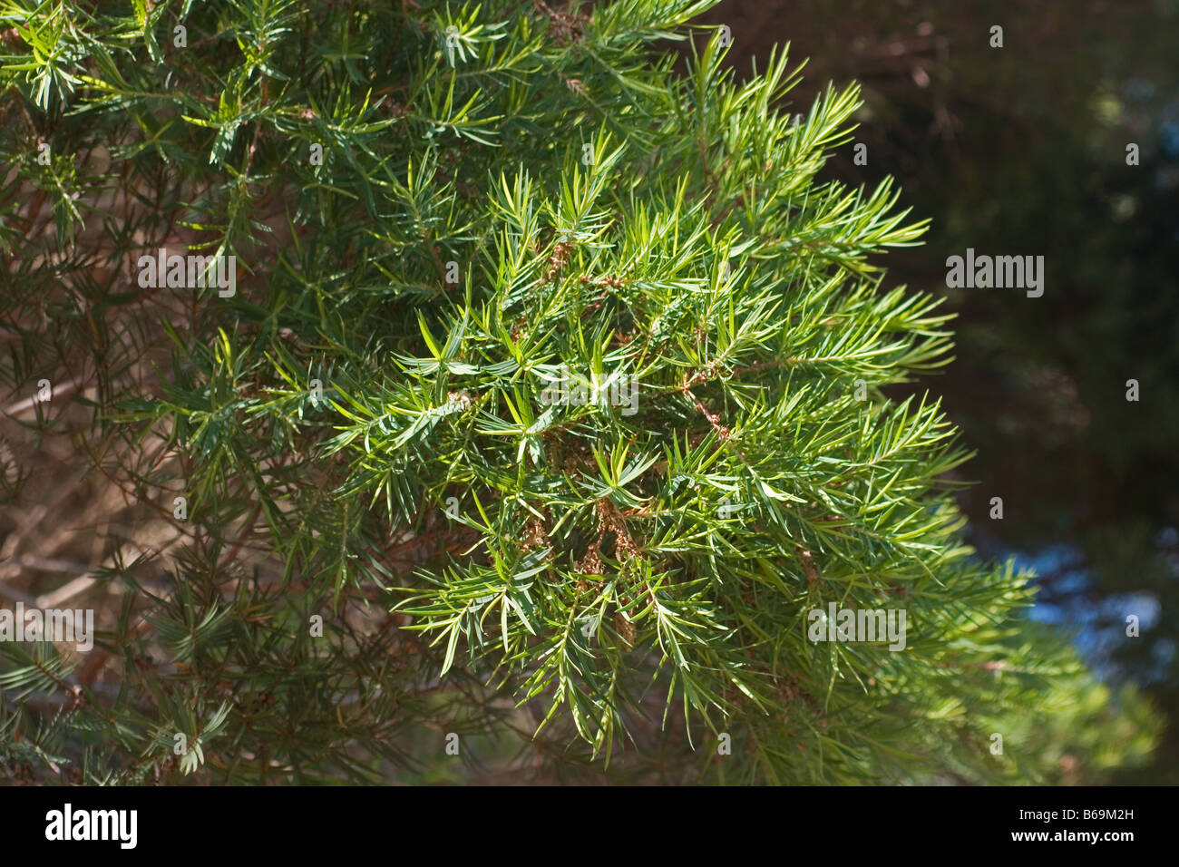 Tea tree melaleuca alternifolia leaves hi-res stock photography and ...