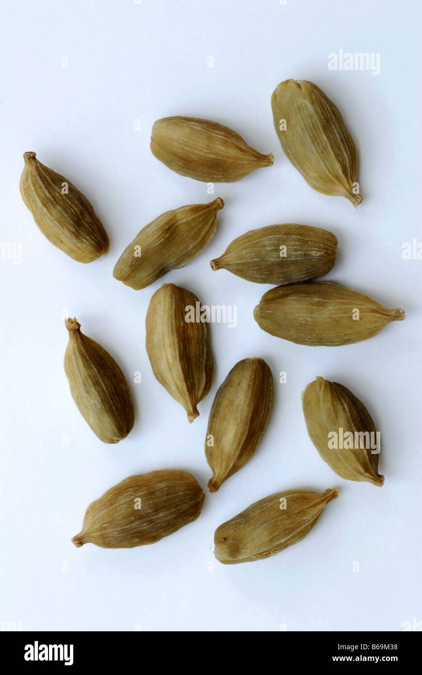 Elakai Stock Photos Elakai Stock Images Alamy