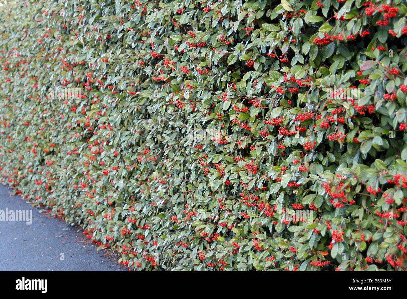 COTONEASTER LACTEUS USED AS A HEDGE Stock Photo
