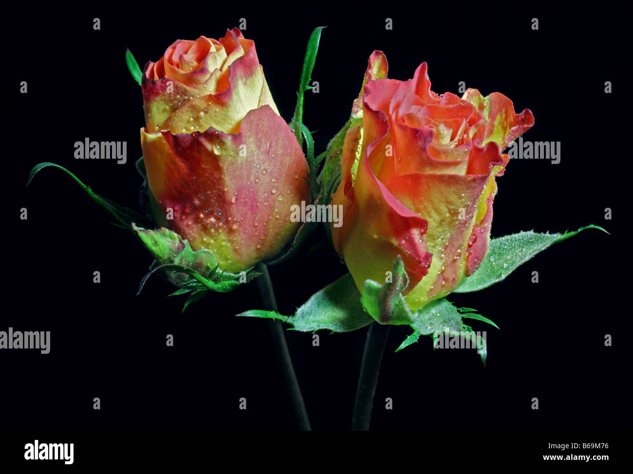 Red and Yellow Rosebuds on black Stock Photo