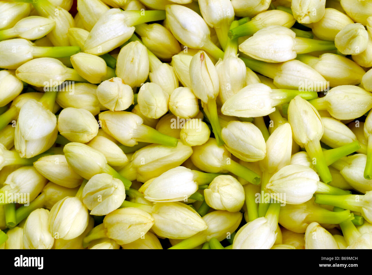 Jasmine buds hires stock photography and images Alamy