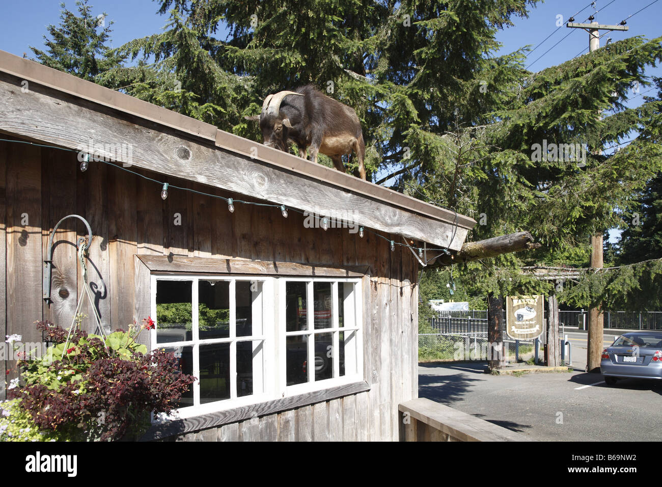 Coombs Bc Goats on the roof hi-res stock photography and images - Alamy