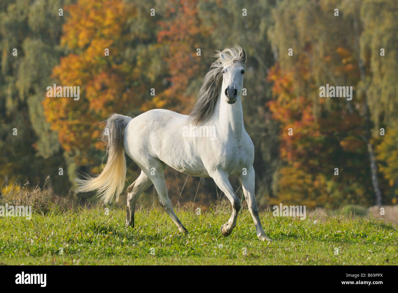 Paso Fino horse in autumn Stock Photo