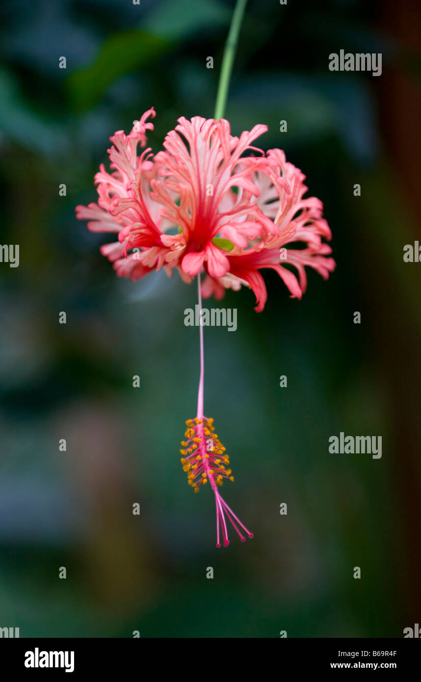 Japanese Lantern Hibiscus schizopetalus Stock Photo Alamy