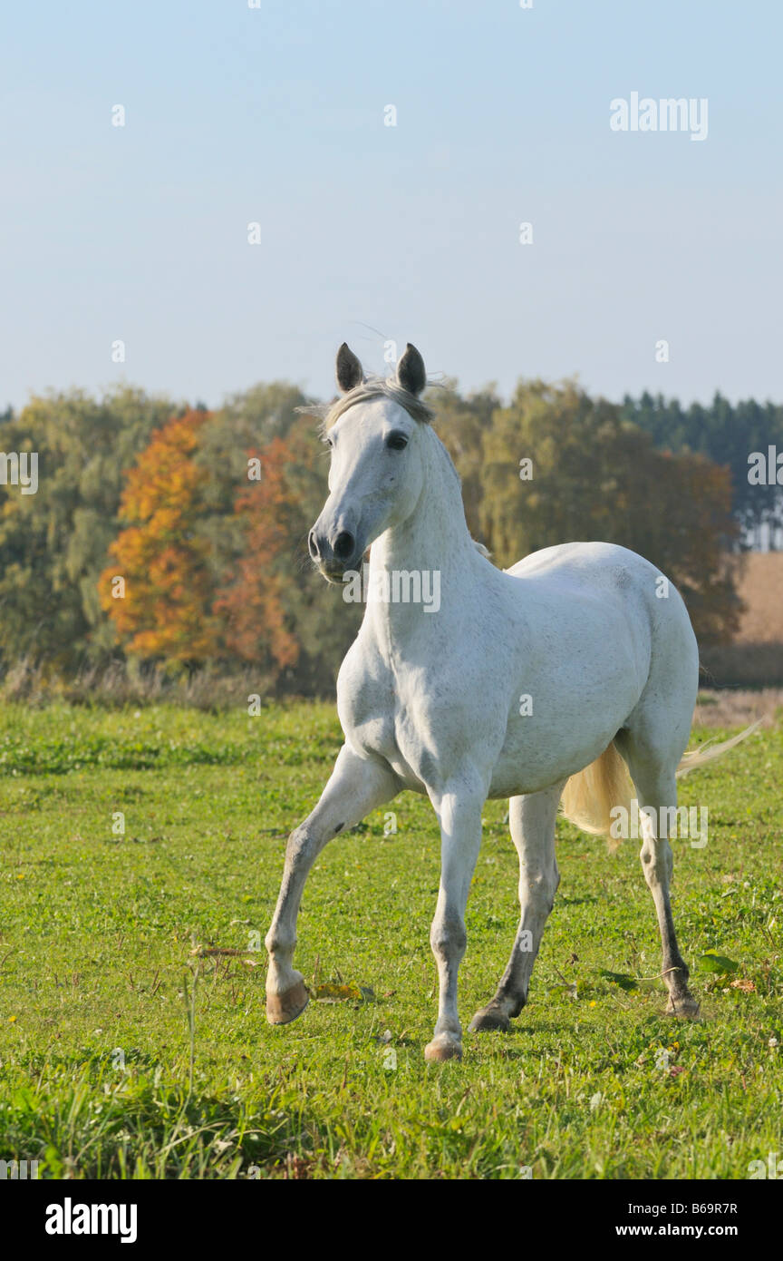 Paso Fino horse in autumn Stock Photo