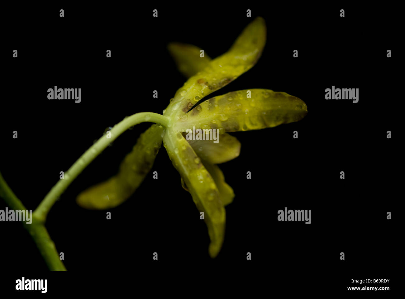Odontoglossum variety of Orchid with water droplets against dark background. Stock Photo