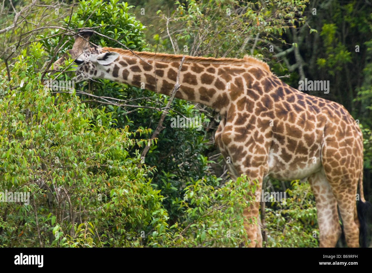 Giraffes trees eating hi-res stock photography and images - Alamy