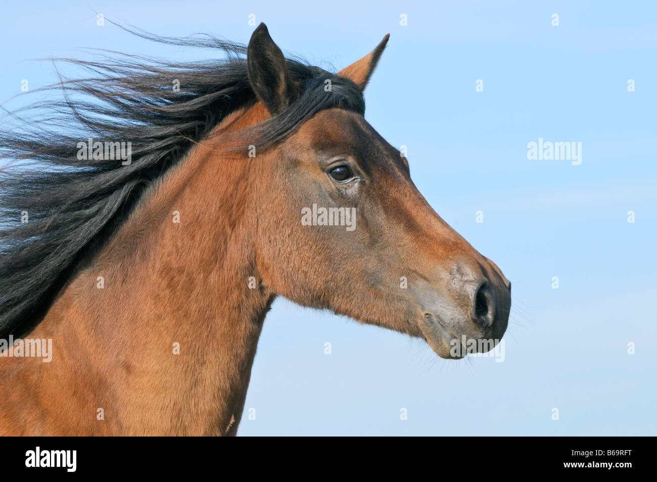 Concerned Horse Stock Photo by ©ca2hill 8963370