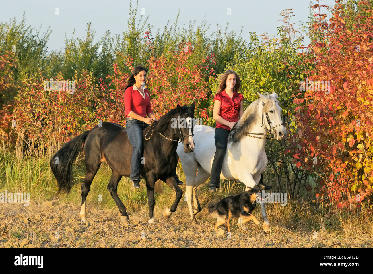 Two young riders without saddle riding tölt on back of Paso Fino horses at autumn in the evening dog running aside Stock Photo