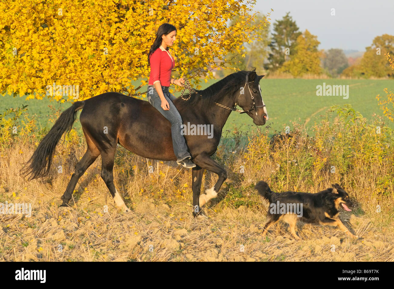 Young rider without saddle riding tölt on back of a Paso Fino horse at autumn in the evening dog running aside Stock Photo