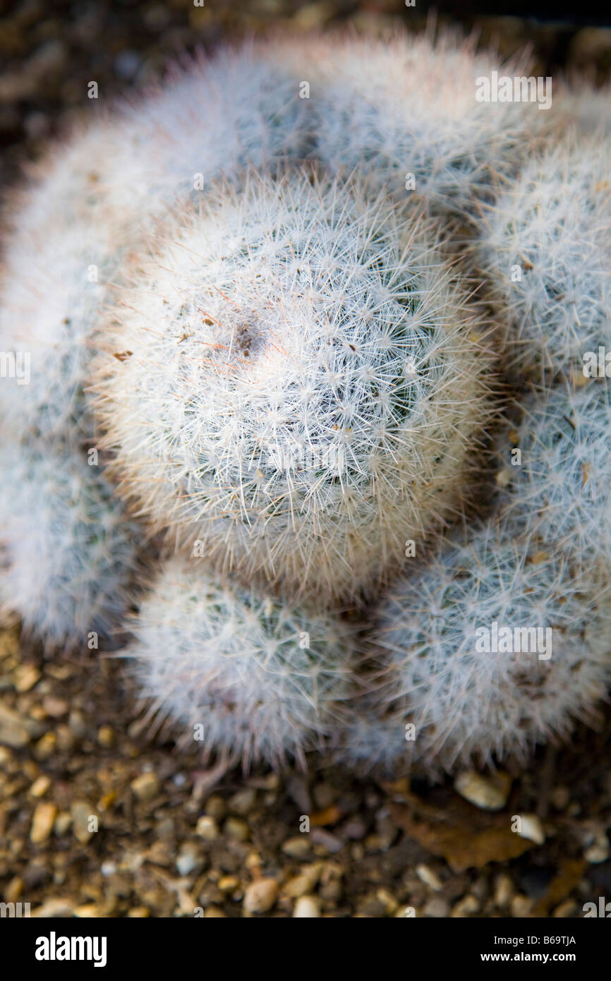 Mammilloydia candida Snowball Cactus Stock Photo