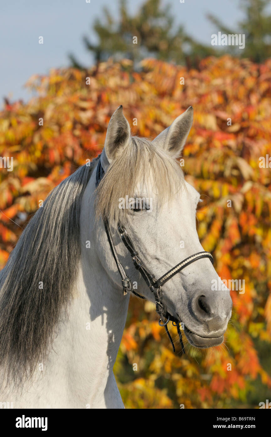 Paso Fino horse in front of autumn foliage Stock Photo