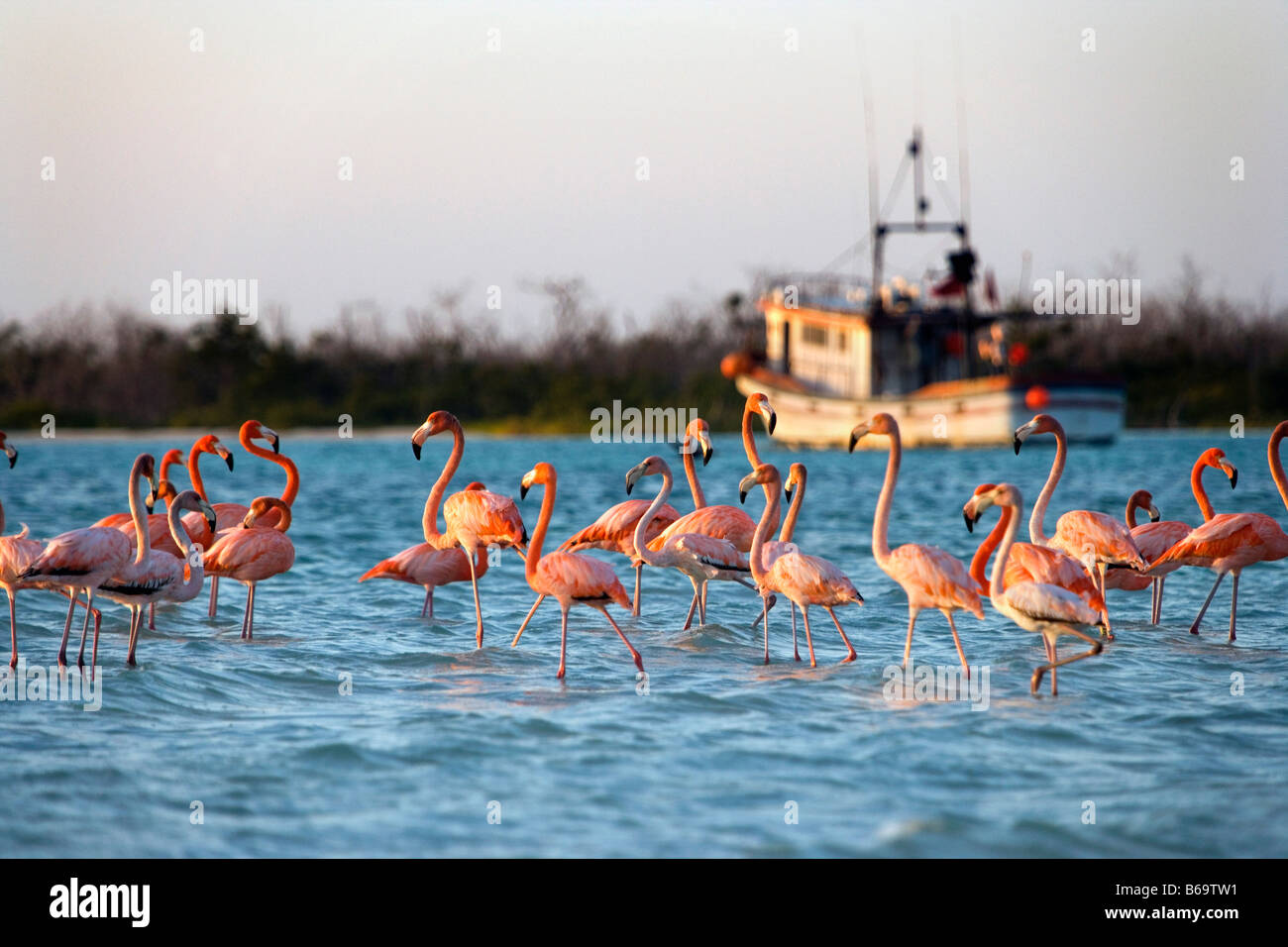 Mexico, Yucatan, Rio Lagartos, Greater Flamingos. ( Phoenicopterus Ruber) with fising boat in background Stock Photo