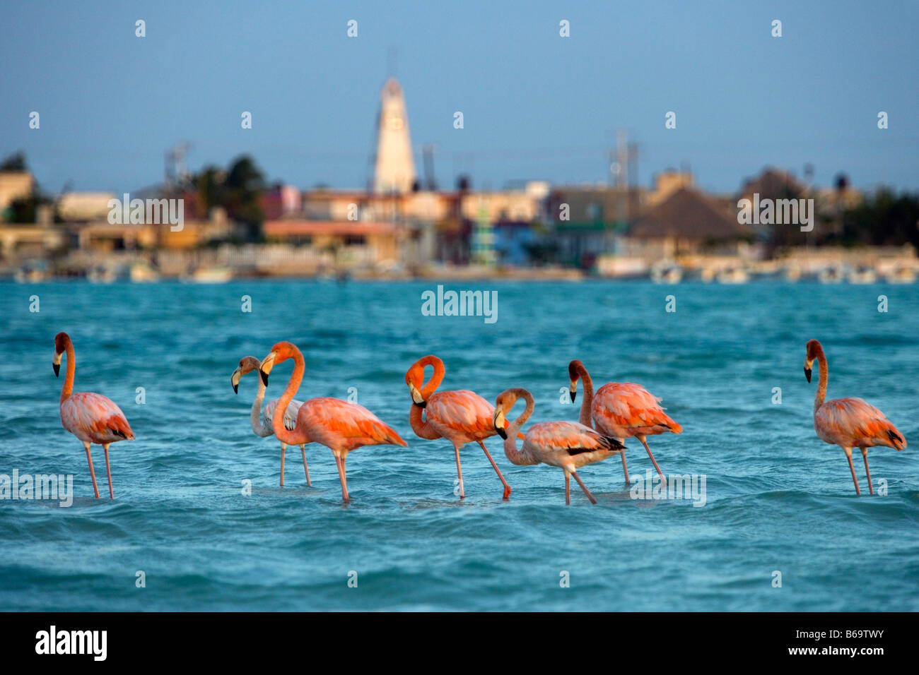 Mexico, Yucatan, Rio Lagartos, Greater Flamingos. ( Phoenicopterus Ruber). Stock Photo