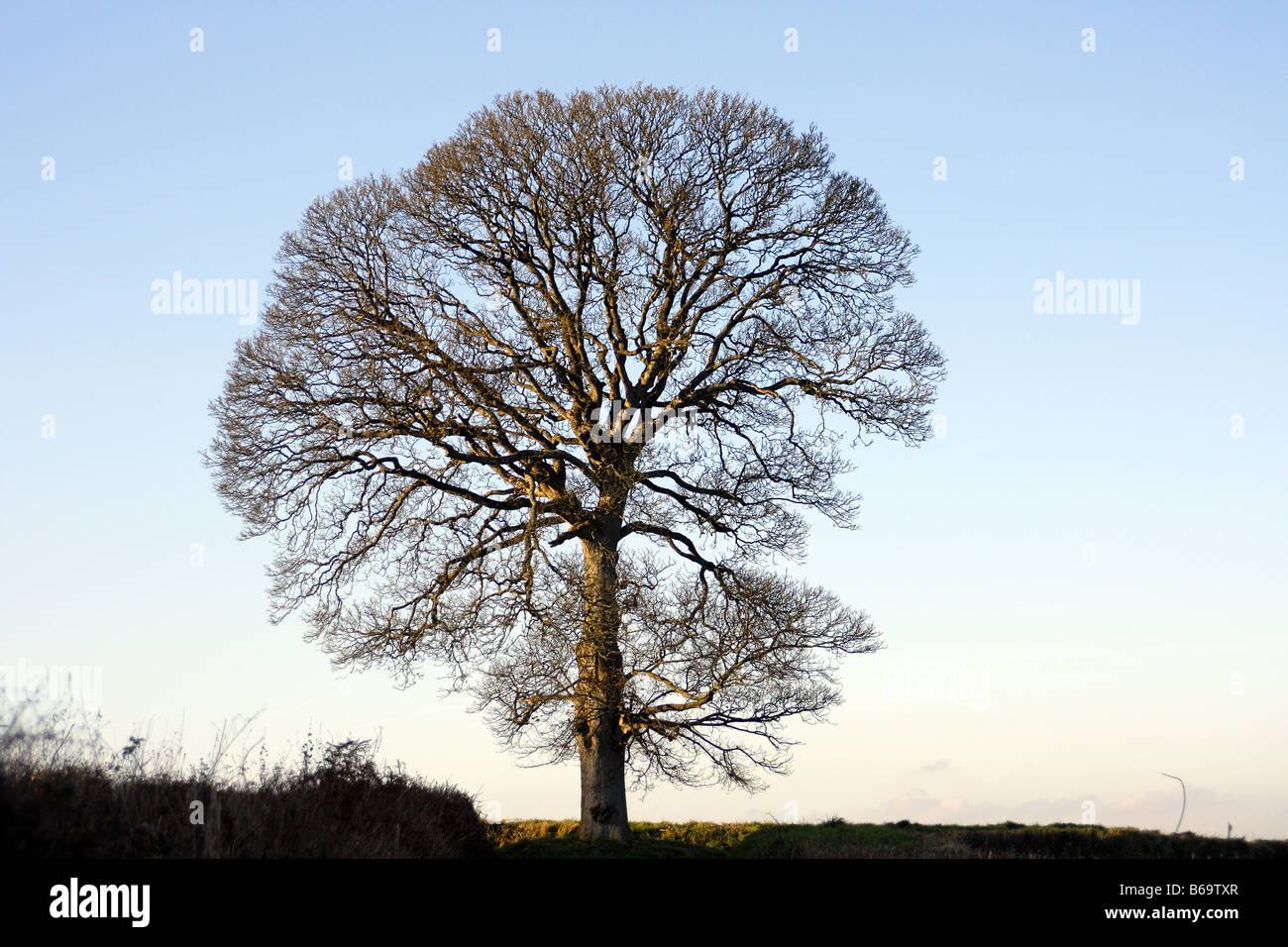 THE WINTER SILHOUETTE OF THE SYCAMORE ACER PSEUDOPLATANUS Stock Photo