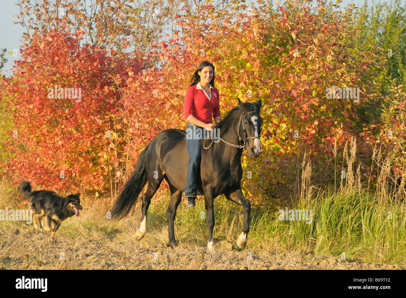 Young rider without saddle riding tölt on back of a Paso Fino horse at ...