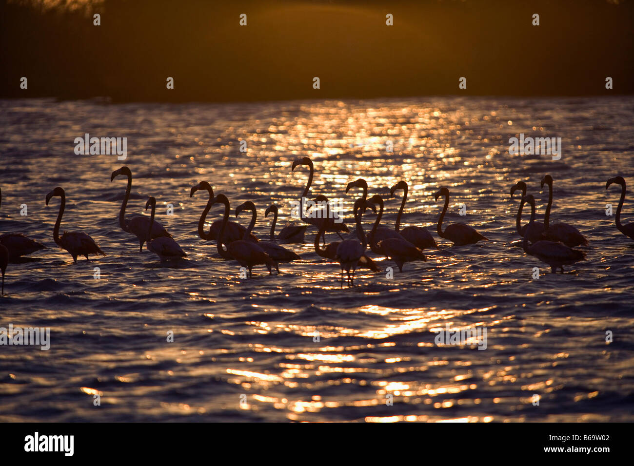 Mexico, Yucatan, Rio Lagartos, Greater Flamingos. ( Phoenicopterus Ruber) at sunrise Stock Photo