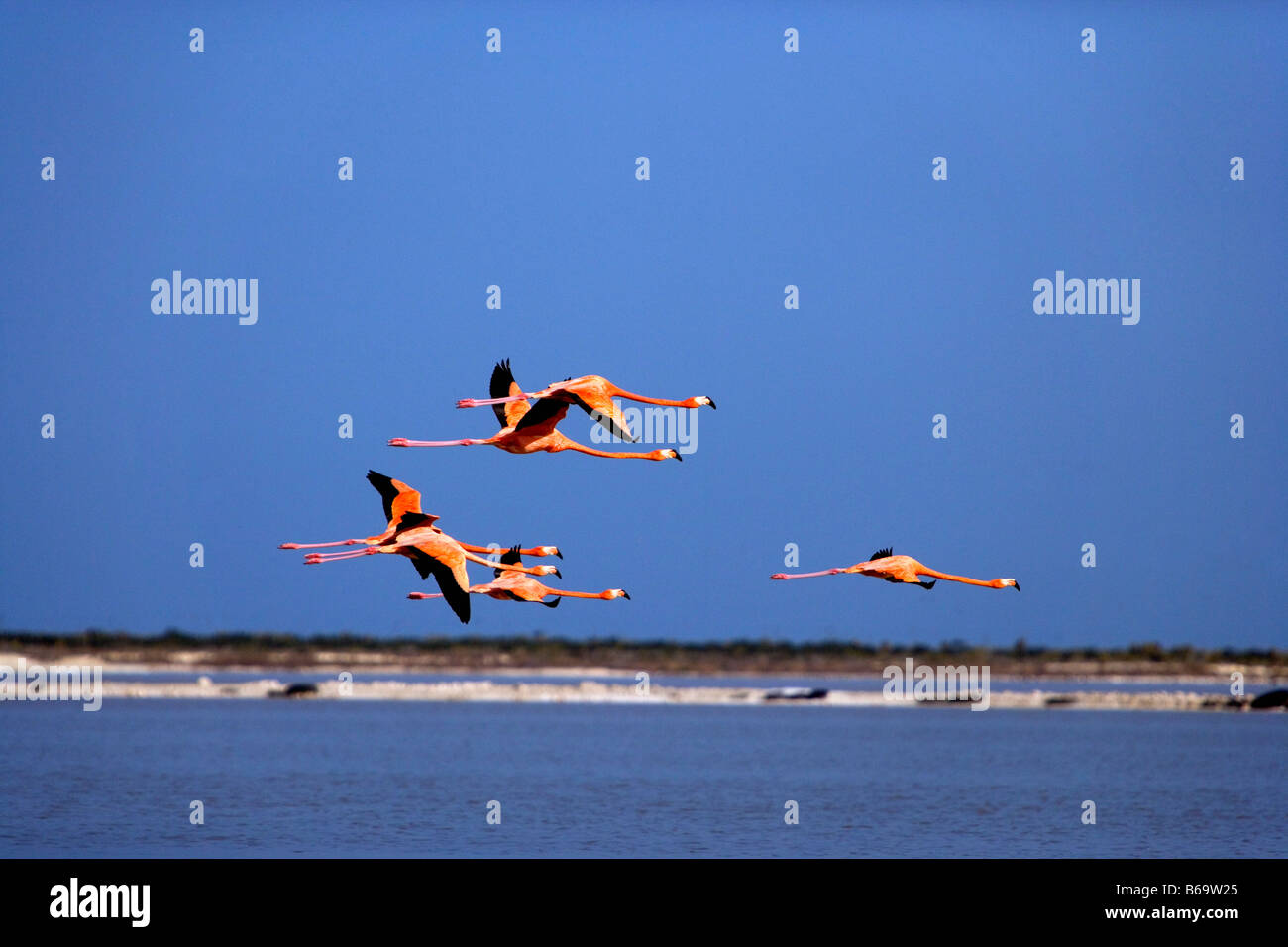 Mexico, Yucatan, Rio Lagartos, Greater Flamingos. ( Phoenicopterus Ruber) flying Stock Photo