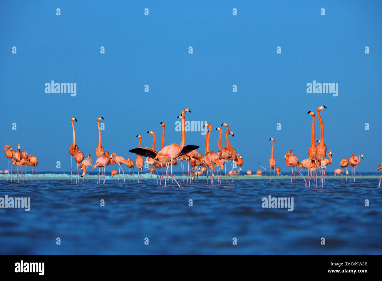 Mexico, Yucatan, Rio Lagartos, Greater Flamingos. ( Phoenicopterus Ruber). Stock Photo