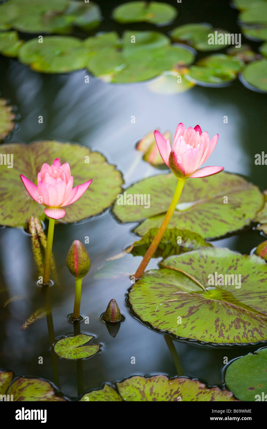 Water lily pond lily sculpture hi-res stock photography and images - Alamy