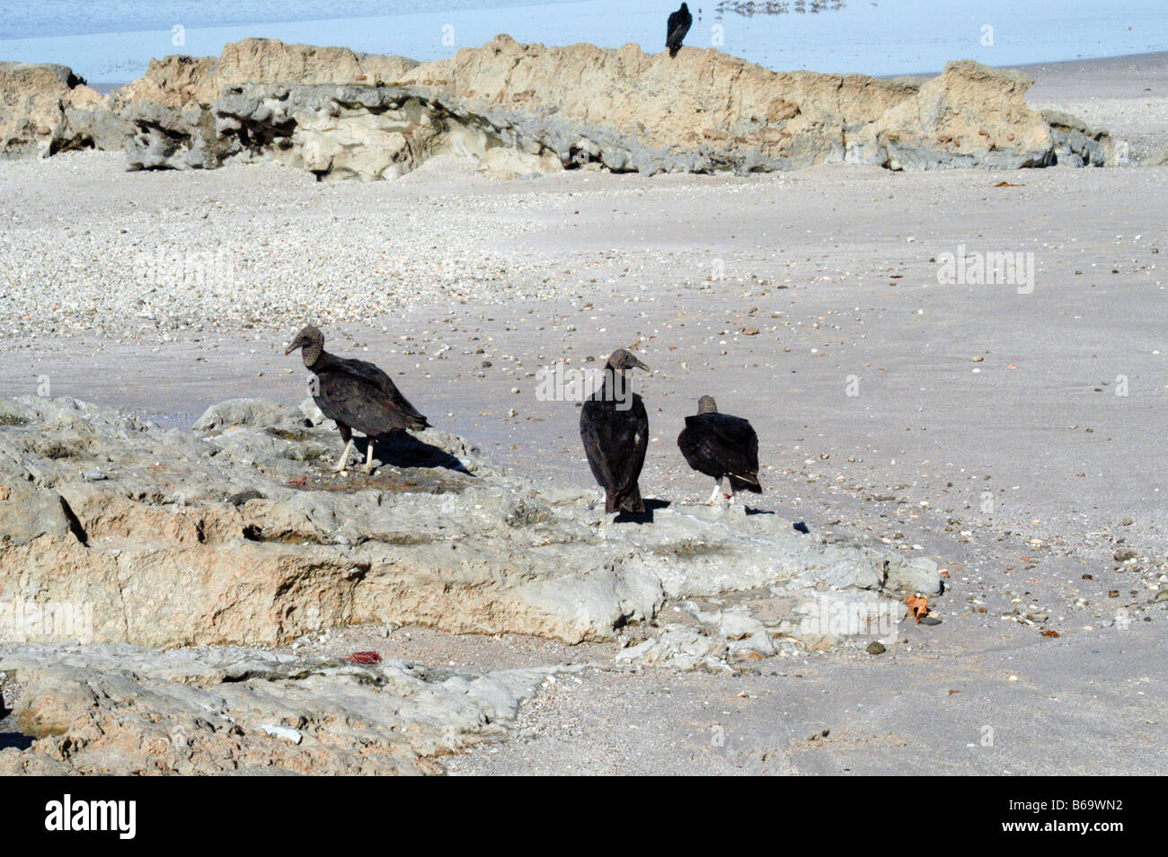 Vultures on beach, Costa Rica Stock Photo