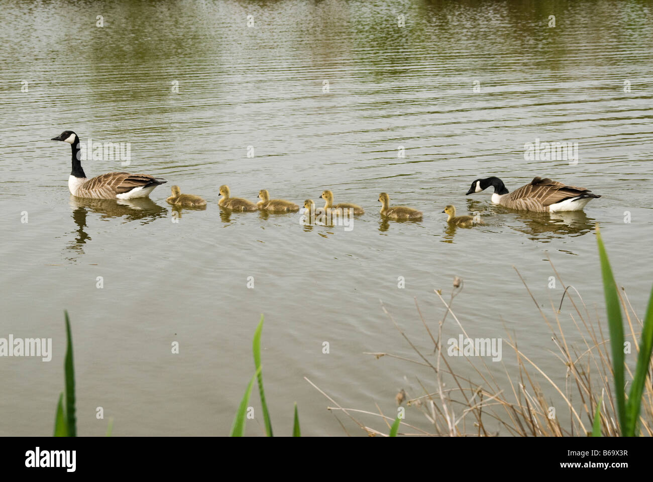 family, geese, goose, families, several, group, groups, together, side