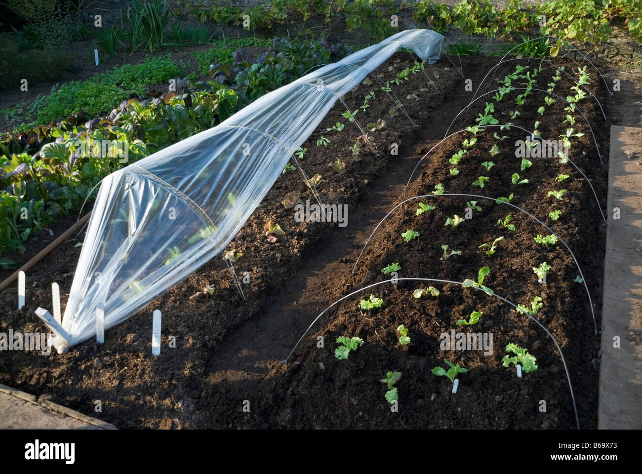 Seedlings planted in cloches in garden Stock Photo
