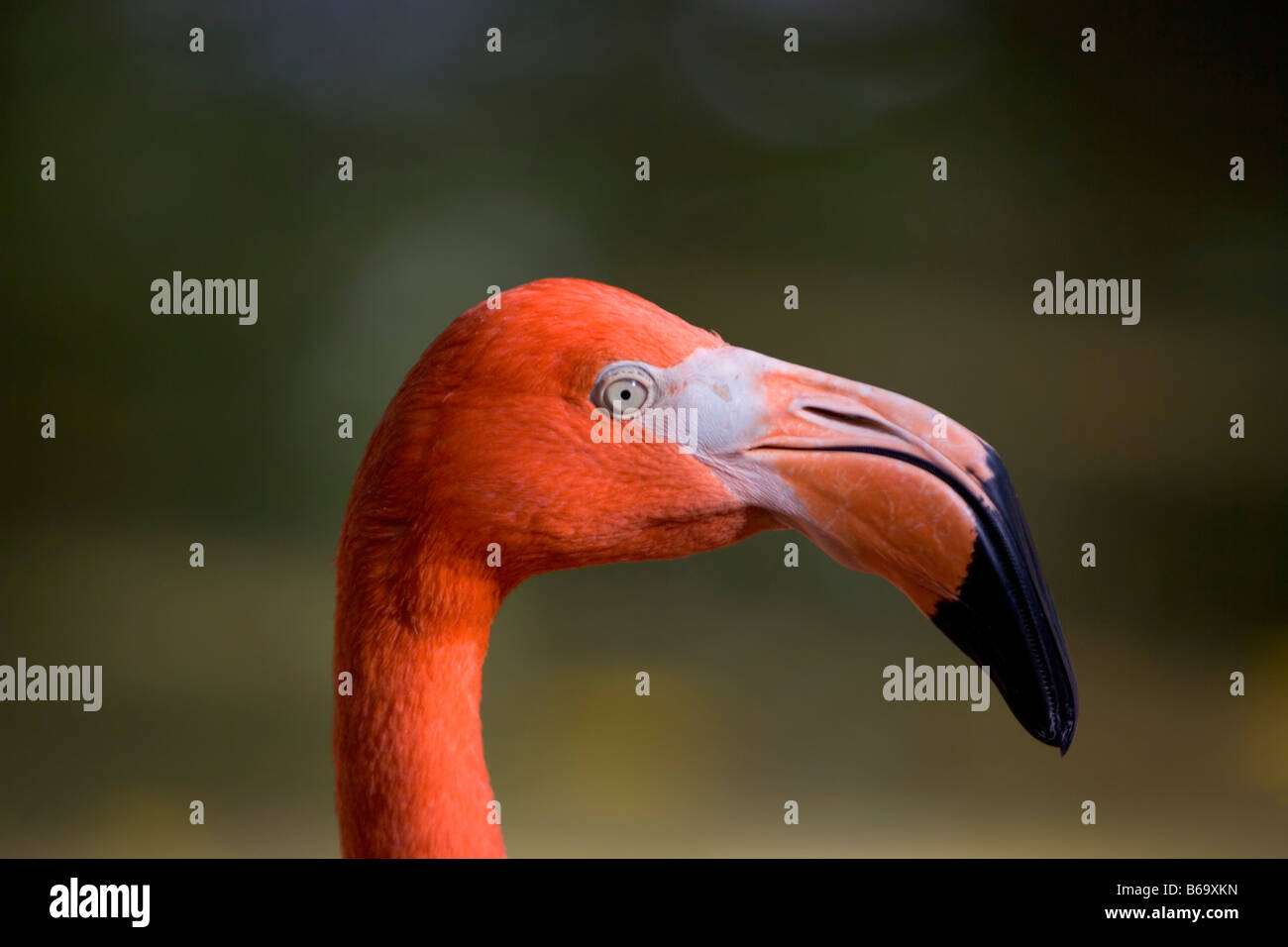 Mexico, Yucatan, Rio Lagartos, Head of Greater Flamingos ( Phoenicopterus Ruber). Stock Photo