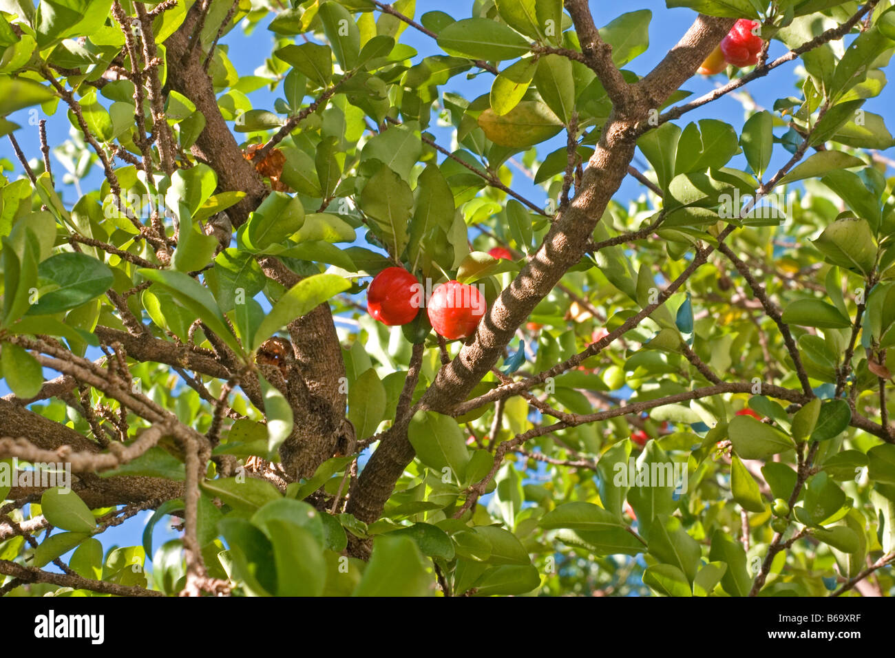 Acerola tree bearing fruit Stock Photo