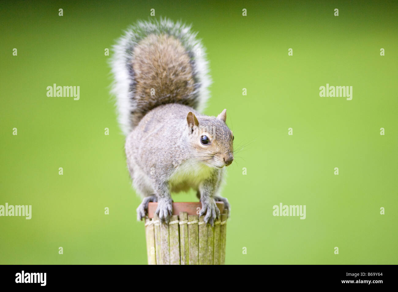 Grey Squirrel Sitting on Raised Plant Pot in Garden 'Sciurus caroliniensis' Stock Photo