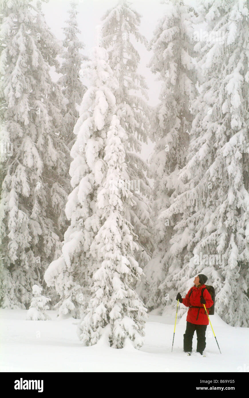 A Cross Country Skier Looking Up At Snow Covered Trees in Sweden Stock Photo