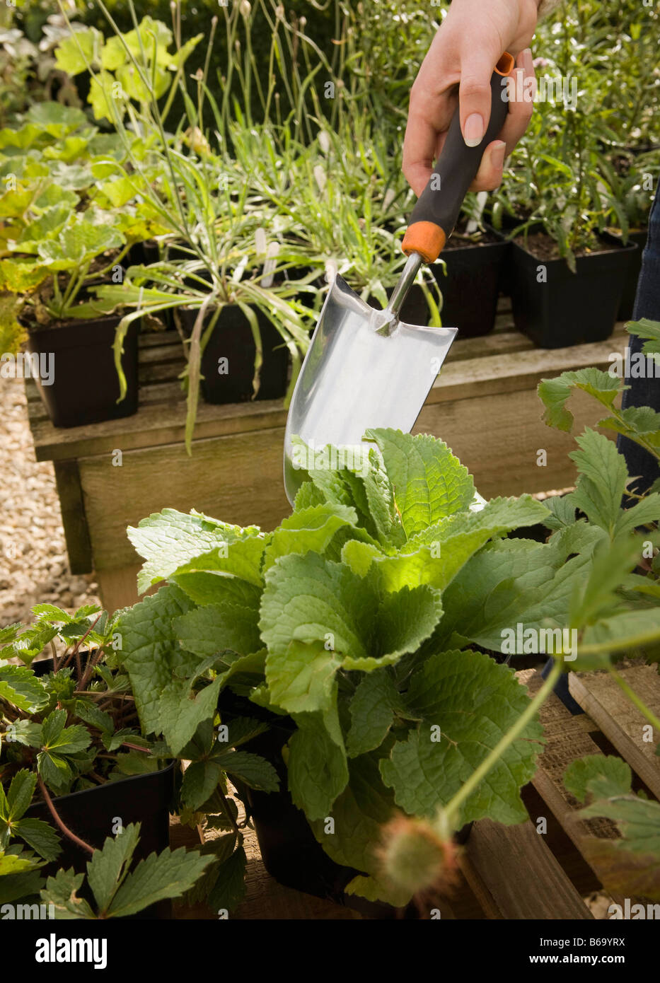 A cropped shot of a trowel and plants Stock Photo Alamy