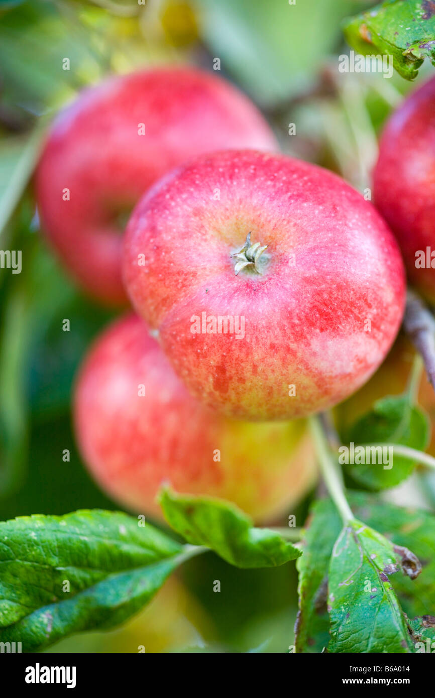 Burrow Hill Farm, Somerset, UK (Julian Temperley) Traditional cider