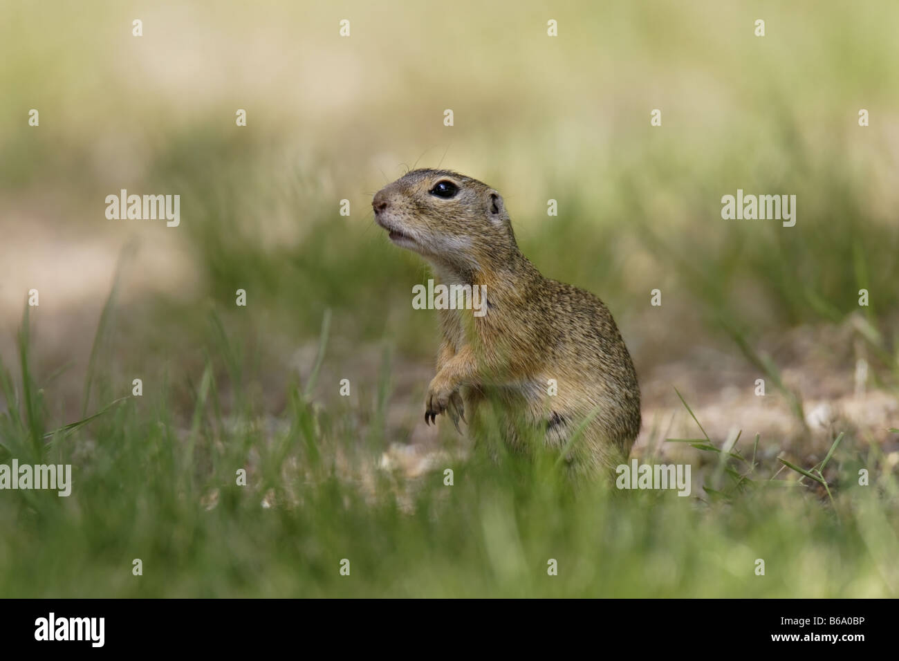 Nagetier hi-res stock photography and images - Page 14 - Alamy