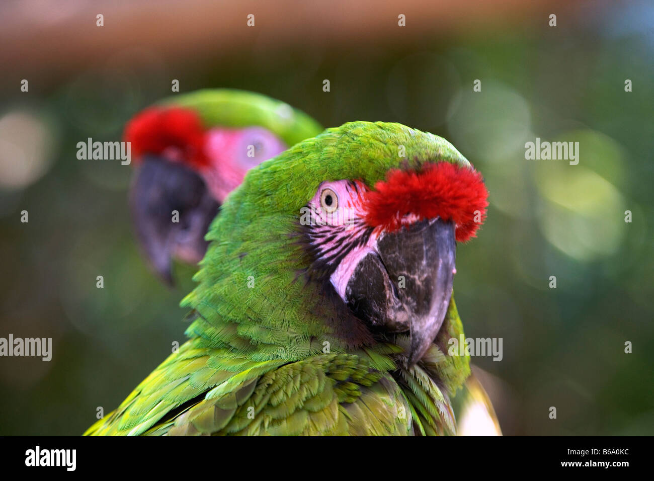 Mexico, Xcaret, Quintana Roo, Couple of Parrots Stock Photo - Alamy