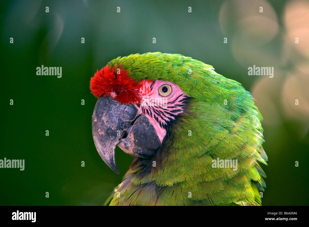 Mexico, Xcaret, Quintana Roo, Parrot Stock Photo - Alamy