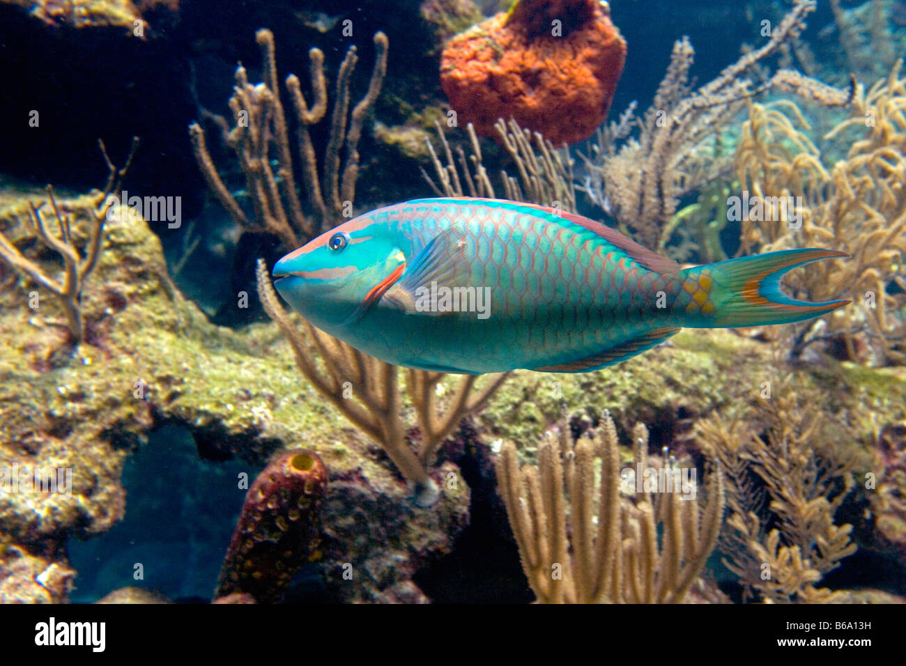 Mexico, Quintana Roo, Tulum, Xcaret nature park, Coral Reef Aquarium, Parrot fish. Stock Photo