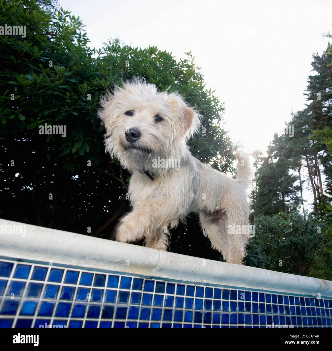 Dog walking at edge of pool Stock Photo