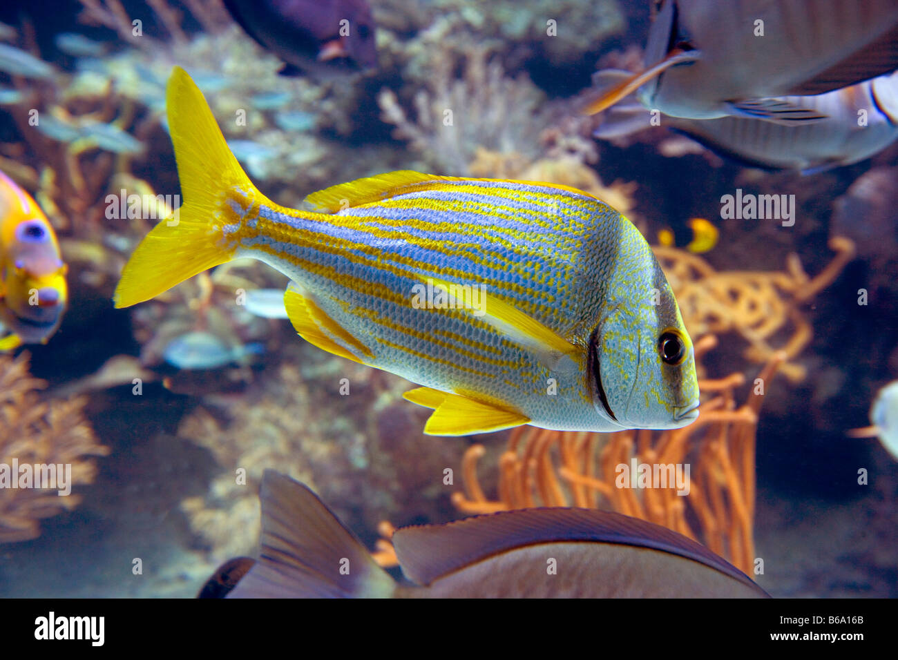 Mexico, Quintana Roo, Tulum, Xcaret nature park, Fish in Coral Reef