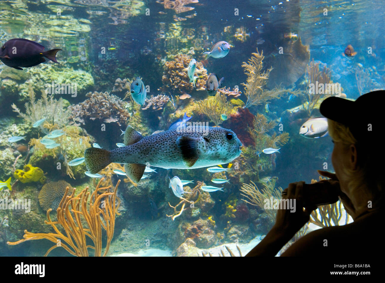 Coral reef aquarium xcaret park hires stock photography and images Alamy