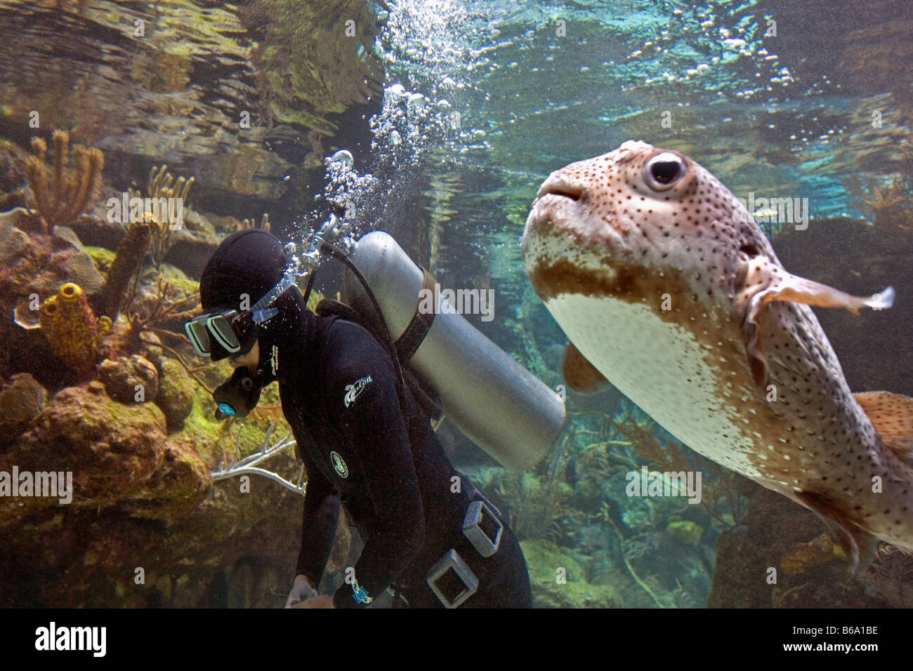 Mexico, Quintana Roo, Tulum, Xcaret nature park, Diver in Coral Reef