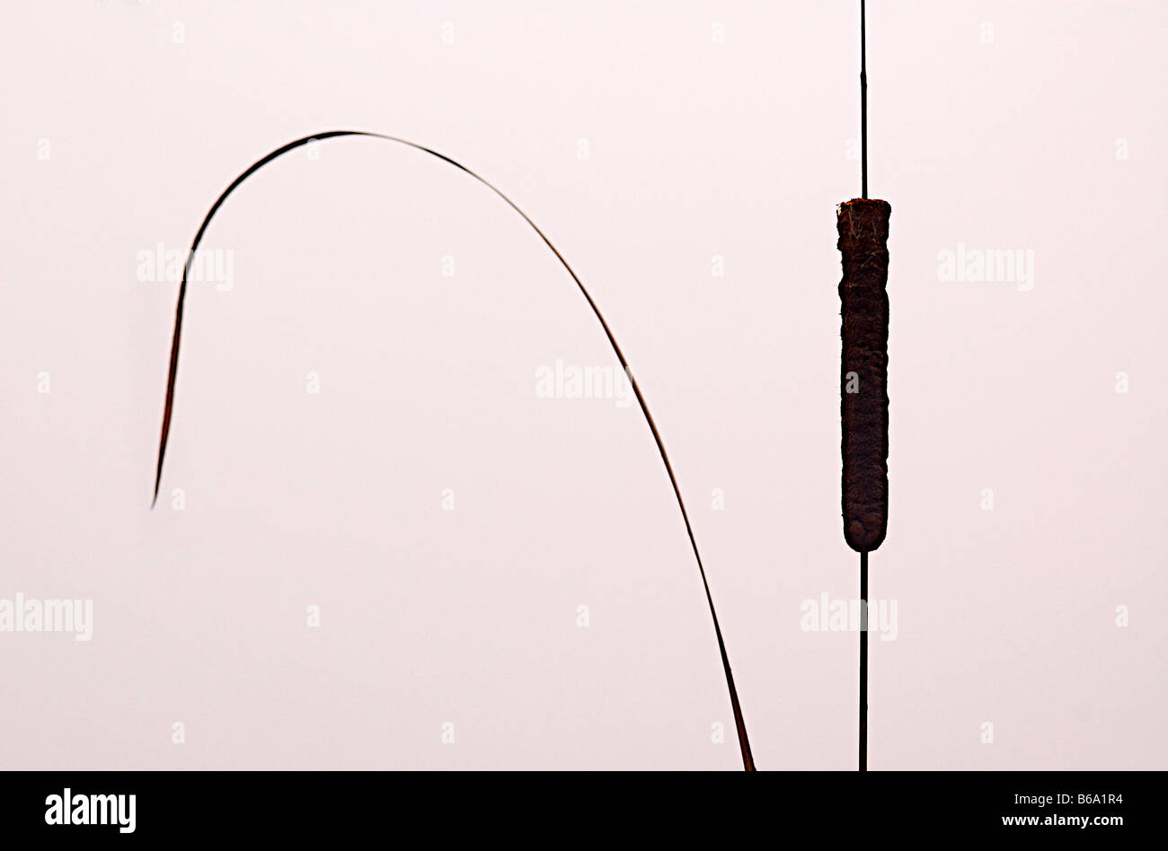 Single reed in fog Stock Photo - Alamy