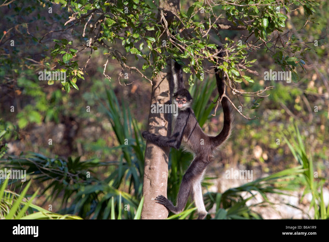 Mexico, Xcaret, Quintana Roo, Xcaret nature park, Central American Spider monkey. ( Ateles Geoffroyi). Stock Photo