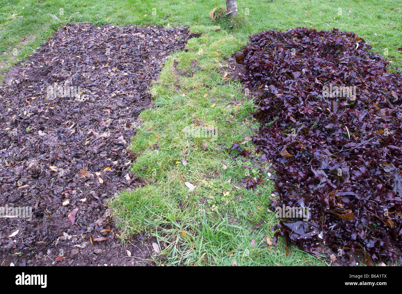 Seaweed used as a compost on a Cornish garden. The left bed shows