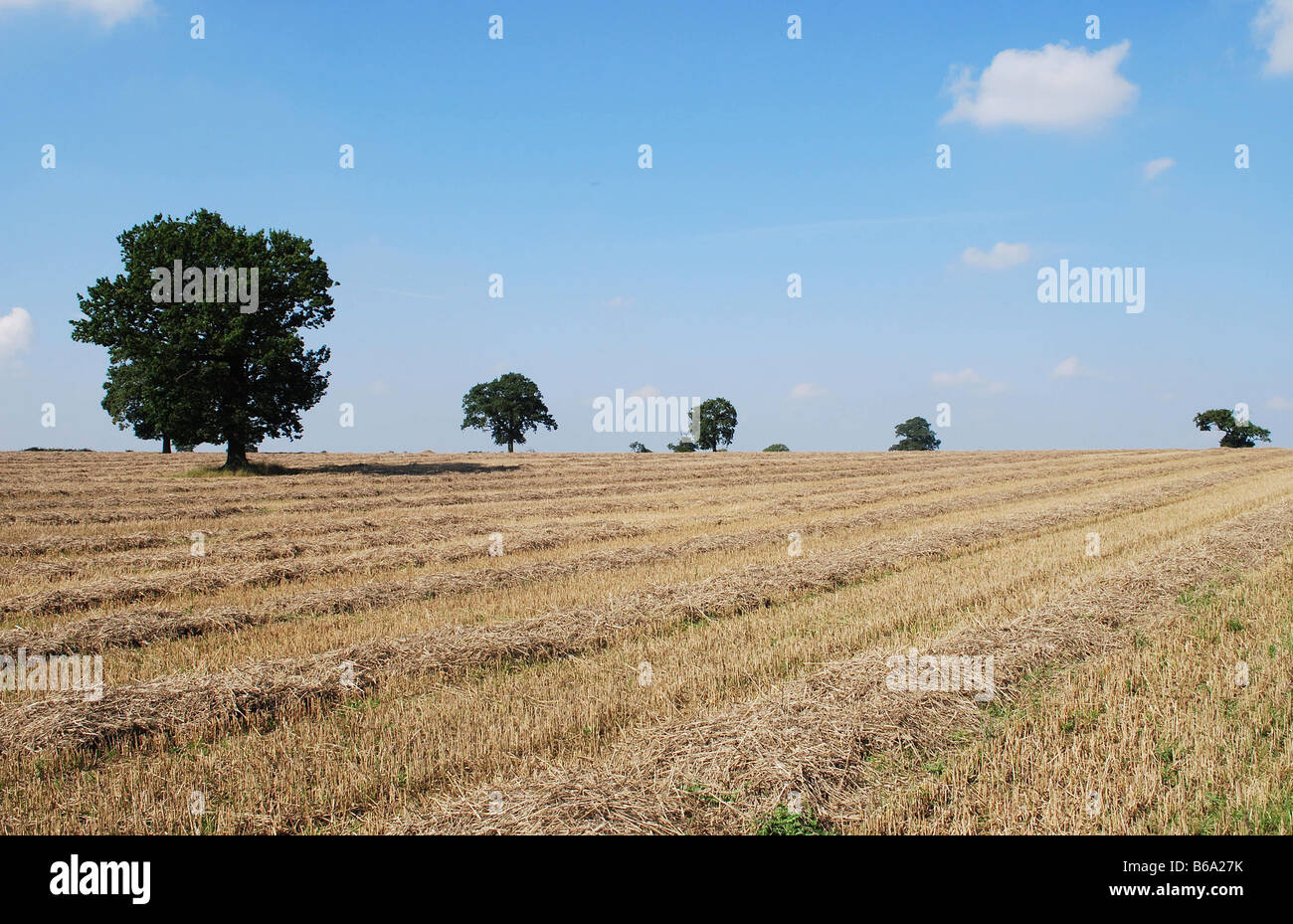Tree trees horizon agriculture hi-res stock photography and images - Alamy