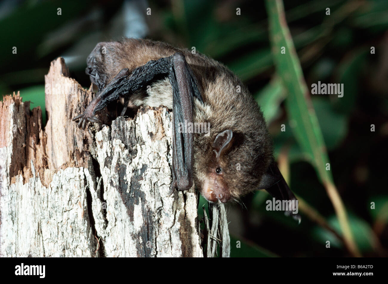Little Forest Vespadelus Vespadelus vulturnus Photographed in Tasmania