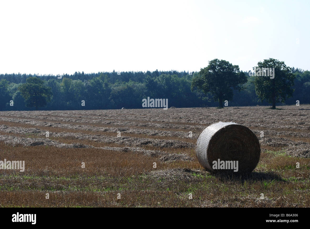 Hay bale in harvested field with trees and woods in the background ...